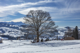 Appenzell Ausserrohden, Appenzeller Vorderland, Aussicht, Baum, Berge, Frost, Rehetobel, Winter