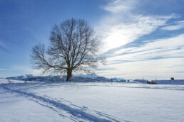 Appenzell Ausserrohden, Appenzeller Vorderland, Aussicht, Baum, Berge, Frost, Wald, Wald AR, Winter