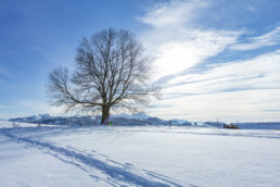 Appenzell Ausserrohden, Appenzeller Vorderland, Aussicht, Baum, Berge, Frost, Wald, Wald AR, Winter