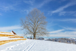 Appenzell Ausserrohden, Appenzeller Vorderland, Aussicht, Baum, Berge, Frost, Wald, Wald AR, Winter
