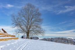 Appenzell Ausserrohden, Appenzeller Vorderland, Aussicht, Baum, Berge, Frost, Wald, Wald AR, Winter