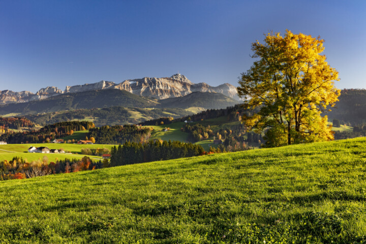 Alpstein, Appenzell, Appenzell Ausserrohden, Autumn, Baum, Berg, Fall, Herbst, Ostschweiz, Schweiz, Suisse, Switzerland, Säntis, Säntisbahn, Säntisbahn Säntis, Waldstatt