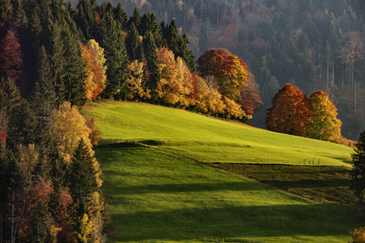 Appenzell, Appenzell Ausserrohden, Autumn, Bäume, Fall, Herbst, Ostschweiz, Schweiz, Suisse, Switzerland, Tree, Trees, Wald, Waldstatt, Wiese