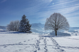Appenzell Ausserrohden, Aussicht, Baum, Berge, Frost, Waldstatt, Winter