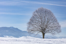 Appenzell Ausserrohden, Aussicht, Baum, Berge, Frost, Waldstatt, Winter