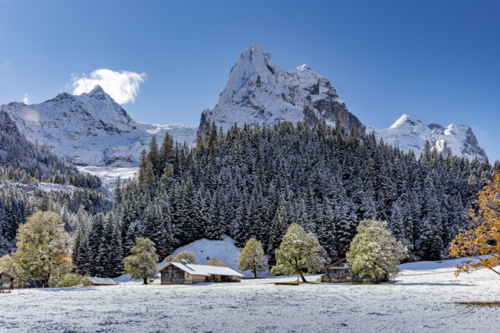 Alp, Alpen, Alps, Autumn, Baum, Berg, Bergmassiv, Bern, Berner-Oberland, Berneroberland, Fall, Haslital, Herbst, Meiringen, Rosenlaui, Schweiz, Suisse, Switzerland, alps