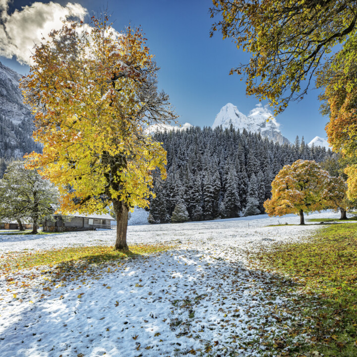 Alp, Alpen, Alps, Autumn, Baum, Berg, Bergmassiv, Bern, Berner-Oberland, Berneroberland, Fall, Haslital, Herbst, Meiringen, Rosenlaui, Schweiz, Suisse, Switzerland, alps