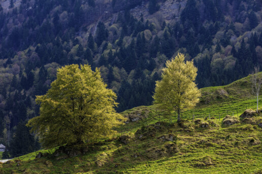 Appenzell, Frühling, Schweiz, Spring, Suisse, Switzerland, Säntis, Urnäsch