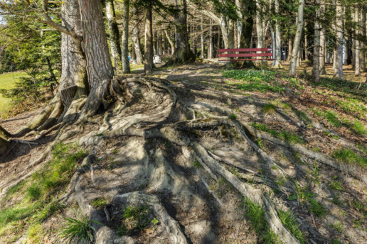 Appenzell, Appenzell Ausserrohden, Appenzeller Vorderland, Aussichtsbank, Bank, Bäume, Freuerstelle, Picknick, Schweiz, Suisse, Switzerland, Tree, Trees, Wald, Walzenhausen