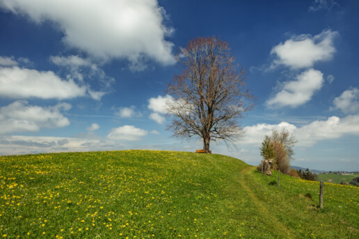 Appenzell, Appenzell Ausserrohden, Aussichtsbank, Bank, Baum, Blumenwiese, Clouds, Frühling, Herisau, Natur, Ostschweiz, Schweiz, Sonnenschein, Spring, Suisse, Switzerland, Verkehr, Wanderweg, Weg, Wiese, Wolken