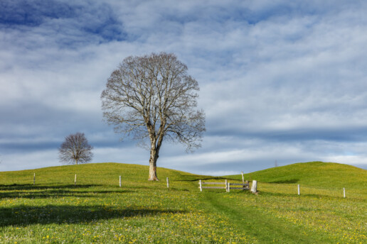 Alp, Appenzell, Baum, Blumenwiese, Bäume, Bühler, Clouds, Frühling, Hügel, Ostschweiz, Schweiz, Sonnenschein, Spring, Suisse, Switzerland, Tree, Trees, Verkehr, Wald, Wanderweg, Weg, Wolken