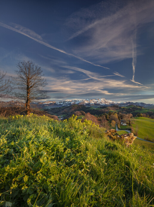 Abend, Appenzell, Appenzell Ausserrohden, Baum, Berg, Bergmassiv, Bühler, Frühling, Hügel, Ostschweiz, Schweiz, Spring, Suisse, Switzerland, Säntis