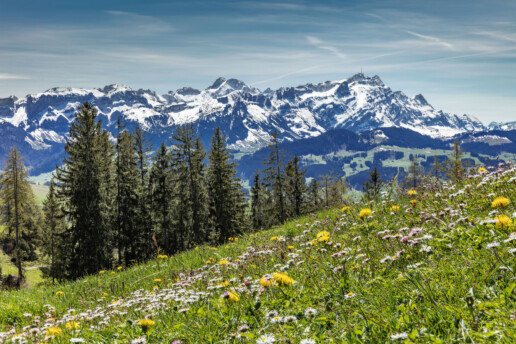 Alp, Alpen, Alps, Appenzell, Appenzell Ausserrohden, Berg, Bergmassiv, Blumenwiese, Gais, Hügel, Ostschweiz, Schweiz, Sonnenschein, Suisse, Switzerland, Wiese, alps