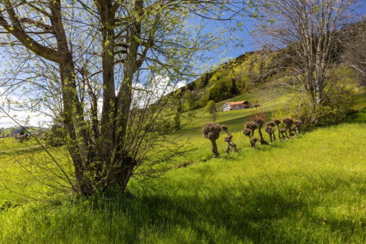 Appenzell, Appenzell Ausserrohden, Appenzellerhaus, Bauerhaus, Bauernhof, Blumenwiese, Frühling, Gais, Haus, Ortsbild, Schweiz, Spring, Streusiedlung, Suisse, Switzerland, Wiese