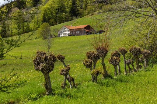 Appenzell, Appenzell Ausserrohden, Appenzellerhaus, Bauerhaus, Bauernhof, Blumenwiese, Frühling, Gais, Haus, Ortsbild, Schweiz, Spring, Streusiedlung, Suisse, Switzerland, Wiese