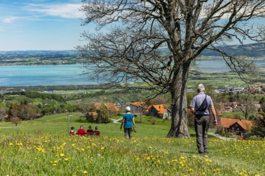 Appenzell, Appenzell Ausserrohden, Aussichtsbank, Bank, Baum, Blumenwiese, Bodensee, Frühling, Heiden, Ostschweiz, Schweiz, See, Sport, Spring, Suisse, Switzerland, Verkehr, Wandern, Wanderweg, Weg, Wiese, lake