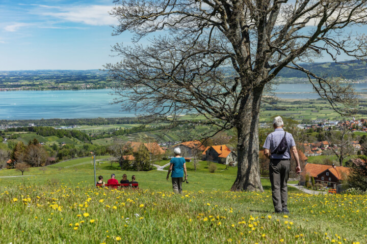 Appenzell, Appenzell Ausserrohden, Aussichtsbank, Bank, Baum, Blumenwiese, Bodensee, Frühling, Heiden, Ostschweiz, Schweiz, See, Sport, Spring, Suisse, Switzerland, Verkehr, Wandern, Wanderweg, Weg, Wiese, lake