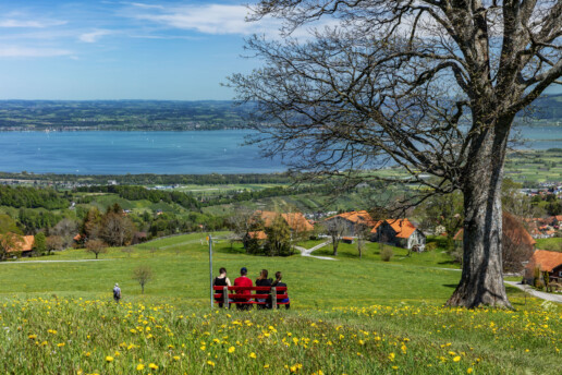 Appenzell, Appenzell Ausserrohden, Aussichtsbank, Bank, Baum, Blumenwiese, Bodensee, Frühling, Heiden, Ostschweiz, Schweiz, See, Sport, Spring, Suisse, Switzerland, Verkehr, Wandern, Wanderweg, Weg, Wiese, lake