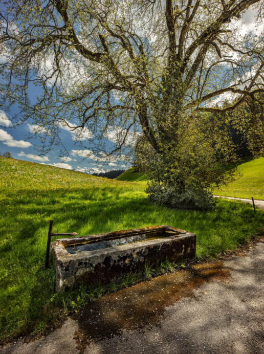 Appenzell, Appenzell Ausserrohden, Baum, Blumenwiese, Brunnen, Herisau, Ostschweiz, Schweiz, Suisse, Switzerland, Wiese