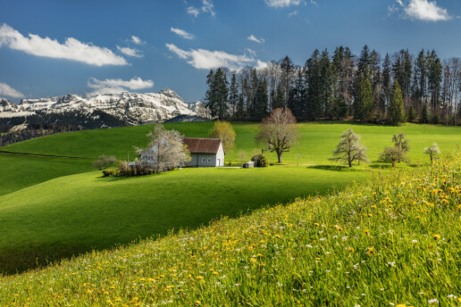 Appenzell, Appenzell Ausserrohden, Appenzellerhaus, Bauerhaus, Bauernhof, Baum, Berg, Blumenwiese, Bäume, Frühling, Haus, Herisau, Hügel, Ortsbild, Ostschweiz, Schweiz, Sonnenschein, Spring, Streusiedlung, Suisse, Switzerland, Säntis, Tree, Trees, Wald, Wiese