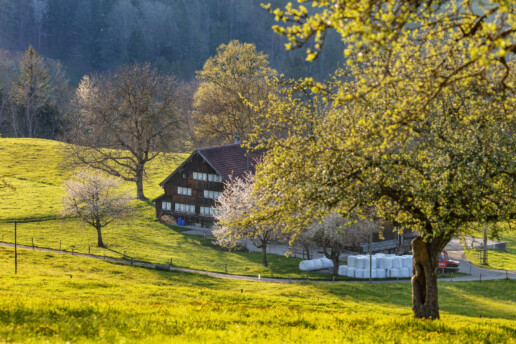 Appenzell, Appenzell Ausserrohden, Appenzellerhaus, Bauerhaus, Bauernhof, Baum, Bäume, Frühling, Haus, Herisau, Ortsbild, Ostschweiz, Schweiz, Sonnenschein, Spring, Suisse, Switzerland, Tree, Trees, Wald, Wasser