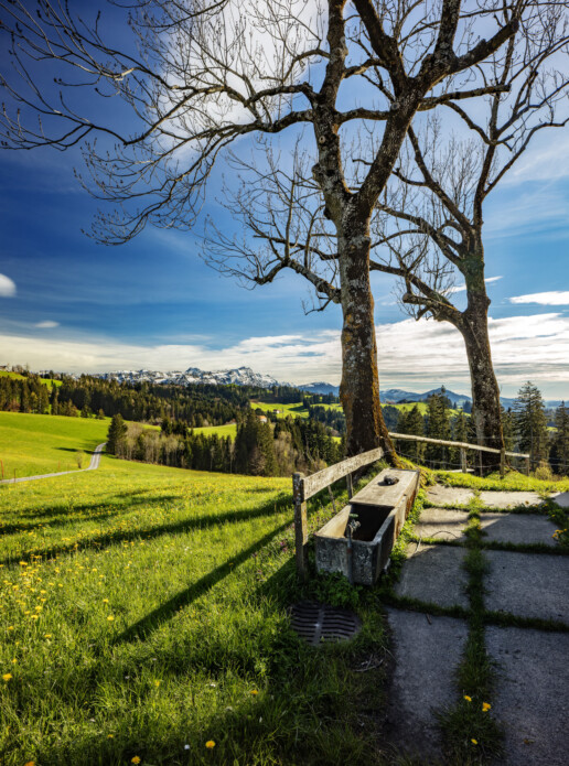 Abend, Appenzell, Appenzell Ausserrohden, Baum, Berg, Bergmassiv, Blumenwiese, Frühling, Hügel, Ostschweiz, Schweiz, Sonnenschein, Speicher, Spring, Suisse, Switzerland, Säntis, Wiese