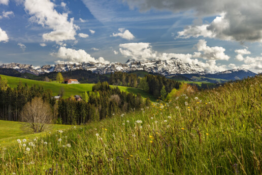 Abend, Alpen, Alps, Alpstein, Appenzell, Appenzell Ausserrohden, Appenzellerhaus, Aussicht, Bauerhaus, Bauernhof, Baum, Berg, Bergmassiv, Blumenwiese, Clouds, Frühling, Haus, Ortsbild, Ostschweiz, Schweiz, Spring, Streusiedlung, Suisse, Switzerland, Säntis, Teufen, Wiese, Wolken