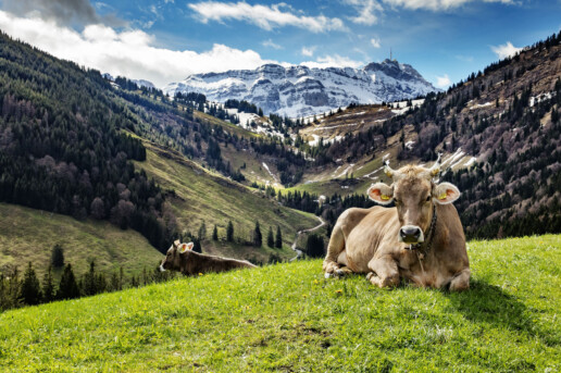 Alp, Alpen, Alps, Appenzell, Appenzell Ausserrohden, Berg, Frühling, Gipfel, Hundwil, Kühe, Ostschweiz, Schweiz, Spring, Suisse, Switzerland, Säntis, Urnäsch, alps