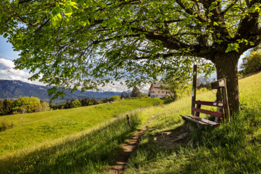 Appenzell, Appenzell Ausserrohden, Appenzeller Vorderland, Aussichtsbank, Bank, Baum, Blumenwiese, Frühling, Ostschweiz, Schweiz, Sonnenschein, Spring, Suisse, Switzerland, Verkehr, Walzenhausen, Wanderweg, Weg, Wiese