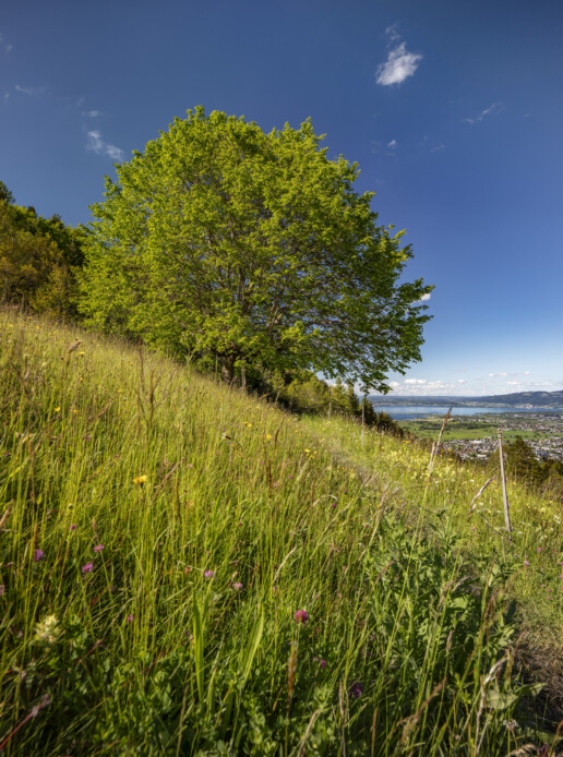 Appenzell, Appenzell Ausserrohden, Appenzeller Vorderland, Aussichtsbank, Bank, Baum, Blumenwiese, Frühling, Ostschweiz, Schweiz, Sonnenschein, Spring, Suisse, Switzerland, Verkehr, Walzenhausen, Wanderweg, Weg, Wiese