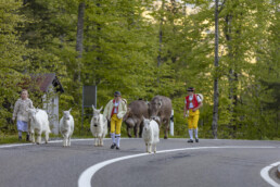 Alp, Alpaufzug, Alpen, Alpfahrt, Alps, Appenzell, Appenzell Ausserrohden, Brauchtum, Frühling, Hundwil, Ostschweiz, Schweiz, Sennen, Spring, Suisse, Switzerland, Tracht, Urnäsch, alps, tradition