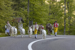Alp, Alpaufzug, Alpen, Alpfahrt, Alps, Appenzell, Appenzell Ausserrohden, Brauchtum, Frühling, Hundwil, Ostschweiz, Schweiz, Sennen, Spring, Suisse, Switzerland, Tracht, Urnäsch, alps, tradition
