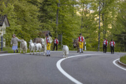 Alp, Alpaufzug, Alpen, Alpfahrt, Alps, Appenzell, Appenzell Ausserrohden, Brauchtum, Frühling, Hundwil, Ostschweiz, Schweiz, Sennen, Spring, Suisse, Switzerland, Tracht, Urnäsch, alps, tradition