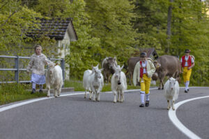 Alp, Alpaufzug, Alpen, Alpfahrt, Alps, Appenzell, Appenzell Ausserrohden, Brauchtum, Frühling, Hundwil, Ostschweiz, Schweiz, Sennen, Spring, Suisse, Switzerland, Tracht, Urnäsch, alps, tradition