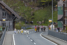 Alp, Alpaufzug, Alpen, Alpfahrt, Alps, Appenzell, Appenzell Ausserrohden, Brauchtum, Frühling, Hundwil, Ostschweiz, Schweiz, Sennen, Spring, Suisse, Switzerland, Tracht, Urnäsch, alps, tradition