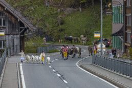 Alp, Alpaufzug, Alpen, Alpfahrt, Alps, Appenzell, Appenzell Ausserrohden, Brauchtum, Frühling, Hundwil, Ostschweiz, Schweiz, Sennen, Spring, Suisse, Switzerland, Tracht, Urnäsch, alps, tradition