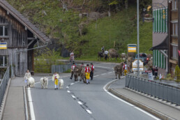 Alp, Alpaufzug, Alpen, Alpfahrt, Alps, Appenzell, Appenzell Ausserrohden, Brauchtum, Frühling, Hundwil, Ostschweiz, Schweiz, Sennen, Spring, Suisse, Switzerland, Tracht, Urnäsch, alps, tradition
