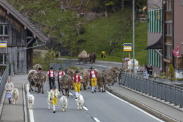 Alp, Alpaufzug, Alpen, Alpfahrt, Alps, Appenzell, Appenzell Ausserrohden, Brauchtum, Frühling, Hundwil, Ostschweiz, Schweiz, Sennen, Spring, Suisse, Switzerland, Tracht, Urnäsch, alps, tradition