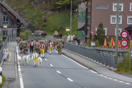 Alp, Alpaufzug, Alpen, Alpfahrt, Alps, Appenzell, Appenzell Ausserrohden, Brauchtum, Frühling, Hundwil, Ostschweiz, Schweiz, Sennen, Spring, Suisse, Switzerland, Tracht, Urnäsch, alps, tradition