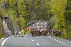 Alp, Alpaufzug, Alpen, Alpfahrt, Alps, Appenzell, Appenzell Ausserrohden, Brauchtum, Frühling, Hundwil, Ostschweiz, Schweiz, Sennen, Spring, Suisse, Switzerland, Tracht, Urnäsch, alps, tradition