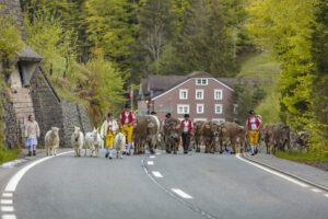 Alp, Alpaufzug, Alpen, Alpfahrt, Alps, Appenzell, Appenzell Ausserrohden, Brauchtum, Frühling, Hundwil, Ostschweiz, Schweiz, Sennen, Spring, Suisse, Switzerland, Tracht, Urnäsch, alps, tradition