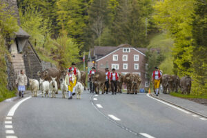 Alp, Alpaufzug, Alpen, Alpfahrt, Alps, Appenzell, Appenzell Ausserrohden, Brauchtum, Frühling, Hundwil, Ostschweiz, Schweiz, Sennen, Spring, Suisse, Switzerland, Tracht, Urnäsch, alps, tradition