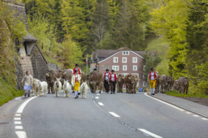 Alp, Alpaufzug, Alpen, Alpfahrt, Alps, Appenzell, Appenzell Ausserrohden, Brauchtum, Frühling, Hundwil, Ostschweiz, Schweiz, Sennen, Spring, Suisse, Switzerland, Tracht, Urnäsch, alps, tradition
