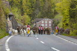 Alp, Alpaufzug, Alpen, Alpfahrt, Alps, Appenzell, Appenzell Ausserrohden, Brauchtum, Frühling, Hundwil, Ostschweiz, Schweiz, Sennen, Spring, Suisse, Switzerland, Tracht, Urnäsch, alps, tradition