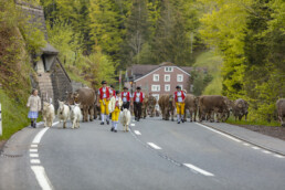 Alp, Alpaufzug, Alpen, Alpfahrt, Alps, Appenzell, Appenzell Ausserrohden, Brauchtum, Frühling, Hundwil, Ostschweiz, Schweiz, Sennen, Spring, Suisse, Switzerland, Tracht, Urnäsch, alps, tradition