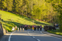 Alp, Alpaufzug, Alpen, Alpfahrt, Alps, Appenzell, Appenzell Ausserrohden, Brauchtum, Frühling, Hundwil, Ostschweiz, Schweiz, Sennen, Spring, Suisse, Switzerland, Tracht, Urnäsch, alps, tradition