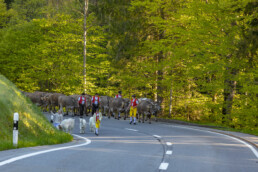 Alp, Alpaufzug, Alpen, Alpfahrt, Alps, Appenzell, Appenzell Ausserrohden, Brauchtum, Frühling, Hundwil, Ostschweiz, Schweiz, Sennen, Spring, Suisse, Switzerland, Tracht, Urnäsch, alps, tradition