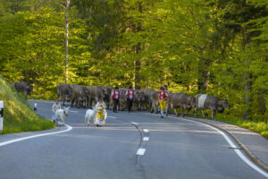 Alp, Alpaufzug, Alpen, Alpfahrt, Alps, Appenzell, Appenzell Ausserrohden, Brauchtum, Frühling, Hundwil, Ostschweiz, Schweiz, Sennen, Spring, Suisse, Switzerland, Tracht, Urnäsch, alps, tradition