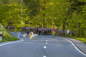 Alp, Alpaufzug, Alpen, Alpfahrt, Alps, Appenzell, Appenzell Ausserrohden, Brauchtum, Frühling, Hundwil, Ostschweiz, Schweiz, Sennen, Spring, Suisse, Switzerland, Tracht, Urnäsch, alps, tradition