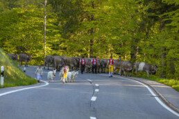 Alp, Alpaufzug, Alpen, Alpfahrt, Alps, Appenzell, Appenzell Ausserrohden, Brauchtum, Frühling, Hundwil, Ostschweiz, Schweiz, Sennen, Spring, Suisse, Switzerland, Tracht, Urnäsch, alps, tradition